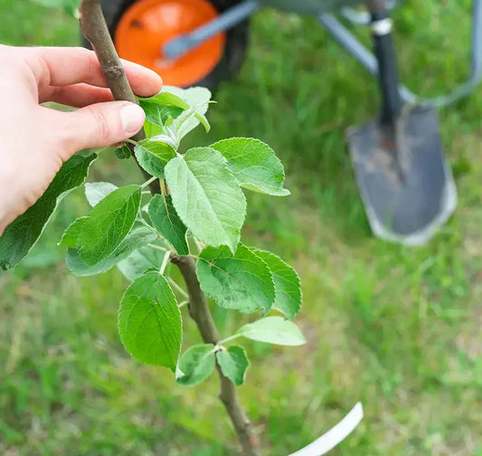How to Grow Fruit Trees - Part 3 : Tree Varieties