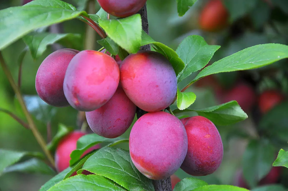 How to Grow Fruit Trees - Part 2: Selecting the Right Variety