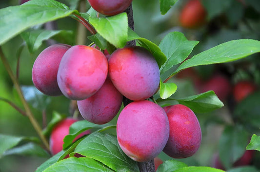 How to Grow Fruit Trees - Part 2: Selecting the Right Variety