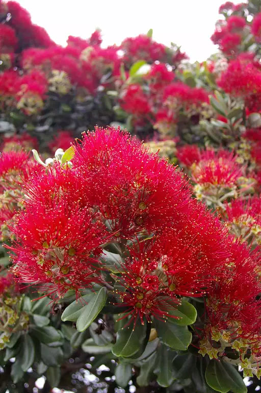 NZ Native's - Choosing Plants