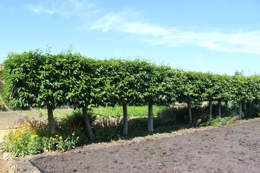 Clipped Portuguese laurel hedge
