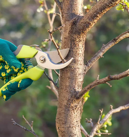 How to Grow Fruit Trees - Part 6 : Fertilising Fruit Trees