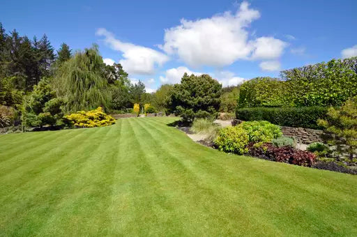 Restoring Lawns after Summer