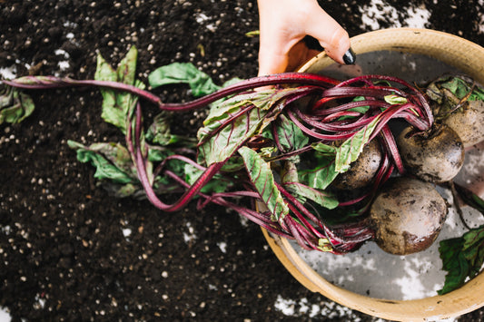 Winter Vegetable Gardening: What to Plant in May