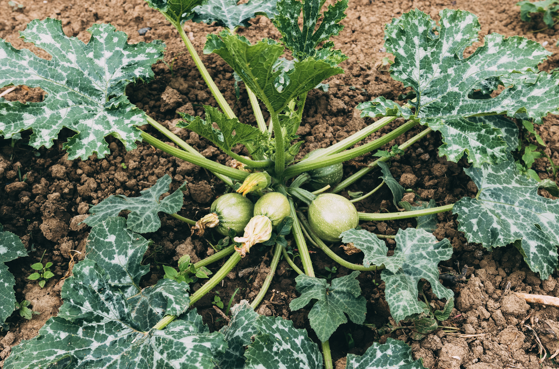 End-of-Summer Harvesting: Tips for Picking and Preserving Your Summer Crops