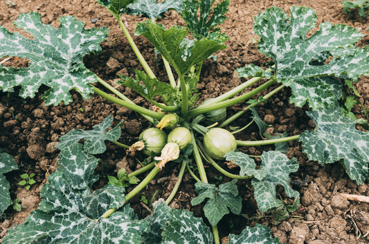 End-of-Summer Harvesting: Tips for Picking and Preserving Your Summer Crops