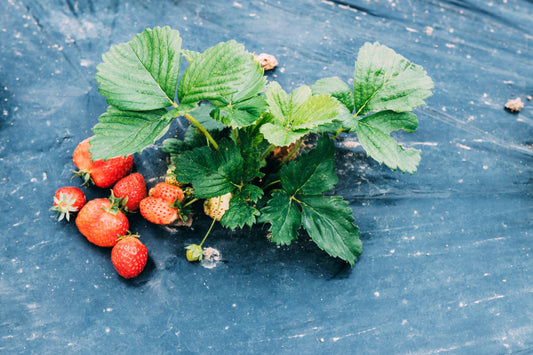 The Strawberry Struggle: Identifying and Dealing with Pests