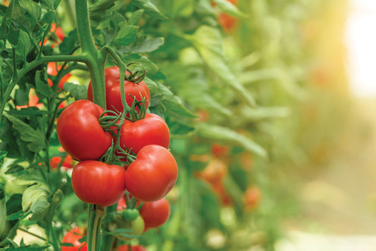 Tomato Growing Tips for Better Crops