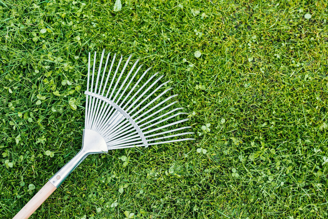 Winter Lawn Maintenance