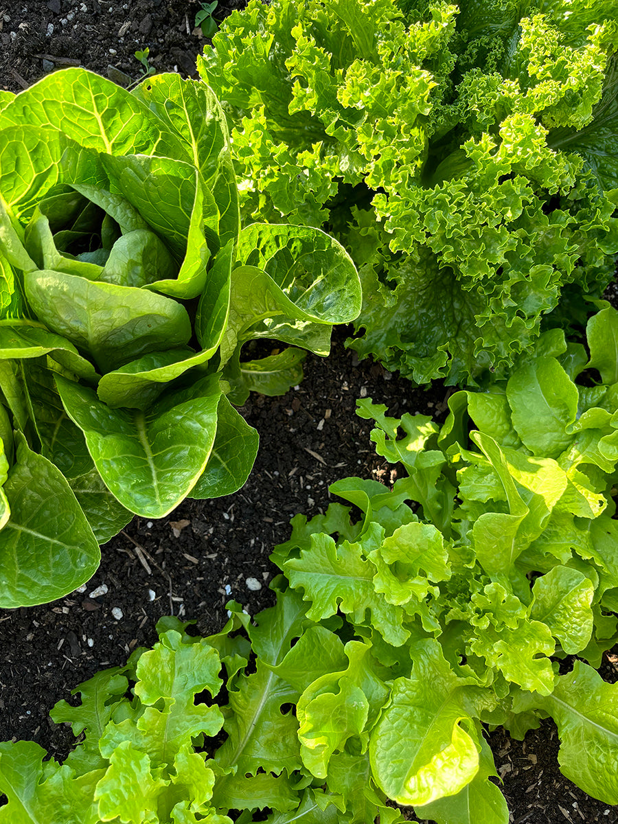 How to Practise Crop Rotation