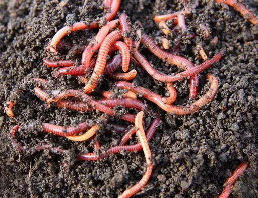 What is Compost?